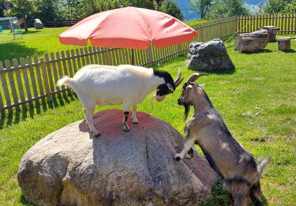 Biobauernhof Brandlhof Lejlighed Ramsau am Dachstein Eksteriør billede