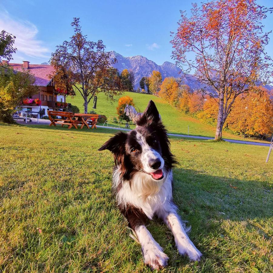 Biobauernhof Brandlhof Lejlighed Ramsau am Dachstein Eksteriør billede