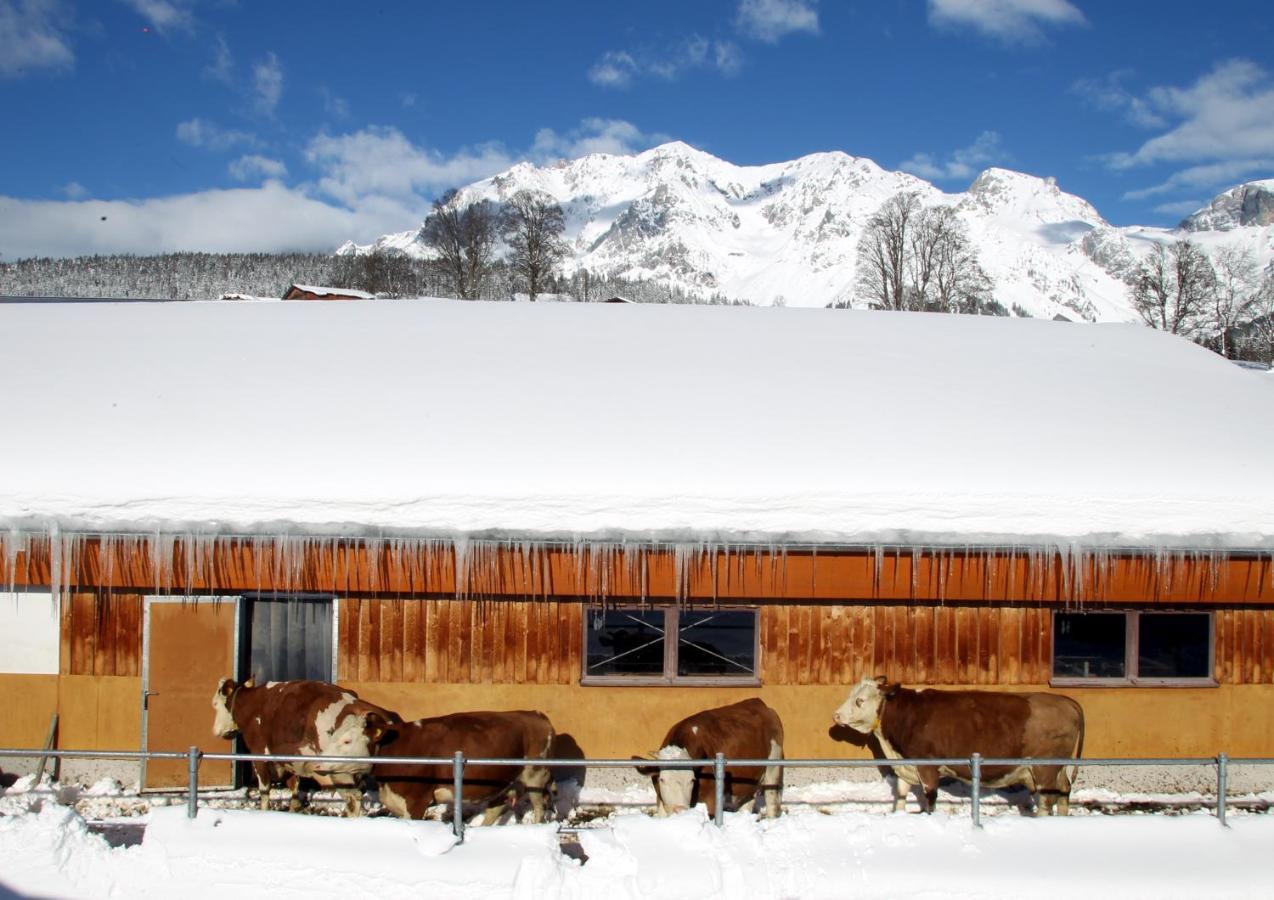 Biobauernhof Brandlhof Lejlighed Ramsau am Dachstein Eksteriør billede