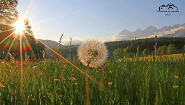Biobauernhof Brandlhof Lejlighed Ramsau am Dachstein Eksteriør billede