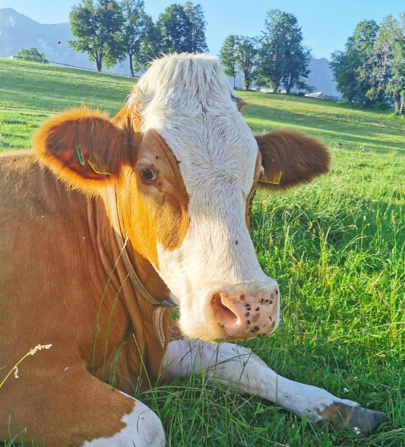 Biobauernhof Brandlhof Lejlighed Ramsau am Dachstein Eksteriør billede