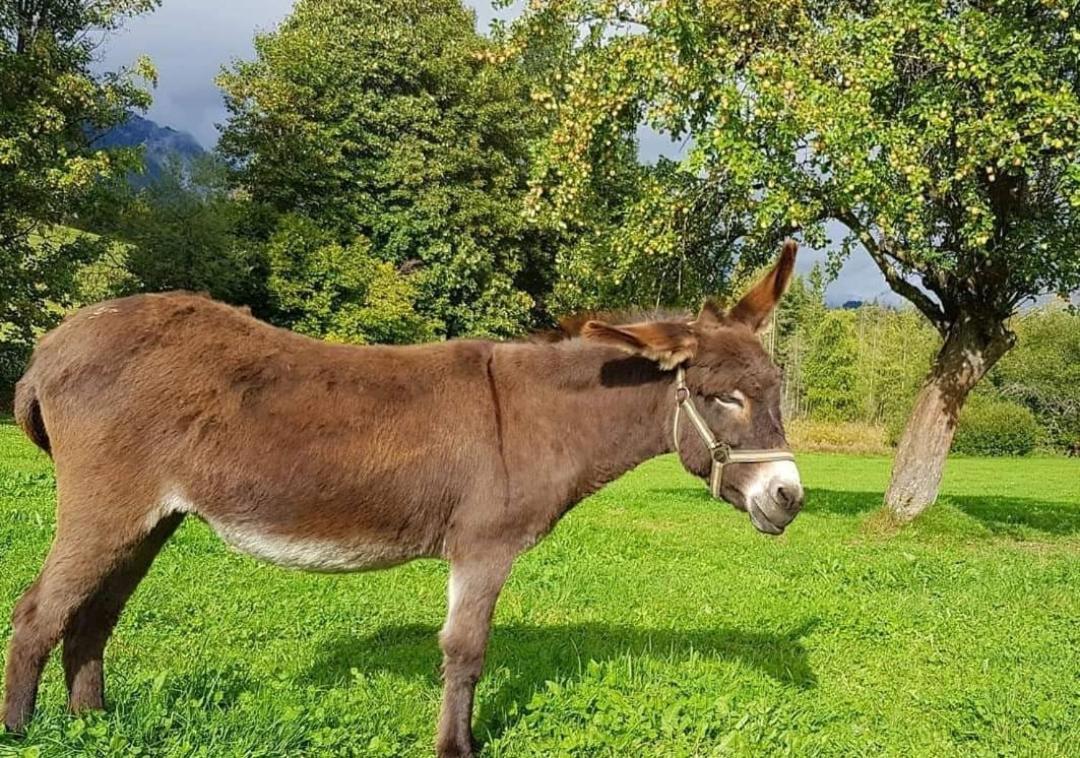Biobauernhof Brandlhof Lejlighed Ramsau am Dachstein Eksteriør billede